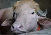 <span class="t-red">Bakra Eid 2026:</span> बकरीद पर नहीं दी जाएगी ''डोनाल्ड ट्रंप'' नाम के भैंसे की कुर्बानी, बांग्लादेशी अधिकारियों ने इस वजह से लिया फैसला