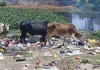 <span class="t-red">Bareilly:</span>डोहरा तालाब में मिला खतरनाक एमडीआर ई कोलाई बैक्टीरिया