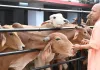 <span class="t-red">गोशालाओं में IIT कानपुर की तकनीक, </span>गांवों की तस्वीर बदलेगी! गोबर-गोमूत्र से बनेगा ऑर्गेनिक फर्टिलाइजर