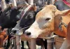 <span class="t-red">यूपी का ‘गो-इकोनॉमी’ मॉडल बना ग्लोबल ब्रांड... </span>UK, USA ऑस्ट्रेलिया समेत 10 से अधिक देशों तक पहुंच रहे यूपी के गो उत्पाद