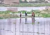 <span class="t-red">Moradabad:</span>रामगंगा नदी में बड़ी संख्या में मरी मछलियां, पानी जहरीला होने की आशंका