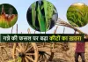 <span class="t-red">गन्ने की फसल पर चूसक कीटों का खतरा : </span>विभाग ने जारी किया अलर्ट, गर्मी में बढ़ा प्रकोप, नियंत्रण जरूरी