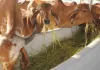  <span class="t-red">गोशालाओं से निकलेगा रोजगार और समृद्धि का नया मॉडल,</span> यूपी के 75 जिलों में तैनात होंगी कृषि सखियां