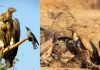 गिद्धों की अद्भुत जीवन रक्षा तकनीक