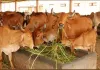 UP News : अलनीनों के प्रभाव से पशुओं का बचाव, गौशालाओं में करें भरपूर भूसा-चारे का प्रबंध-एसीएस 