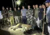 घायल अवस्था में मिला पर्यटकों का चहेता मशहूर 'भोला' बाघ, ढेला रेस्क्यू सेंटर में शुरू हुआ इलाज