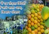 <span class="t-red">देश में दम तोड़ता विदेशों में जाने वाला आम, किसान परेशान... </span>जानें आखिर क्या है VHT जो बना नुकसान की वजह