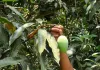 <span class="t-red">Indian Mango Export: </span> सिंगापुर पहुंचा 'बंगानापल्ली' समुद्र के रास्ते पहुंची 5 टन की खेप, किसानों को मिला दोगुना दाम