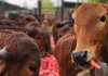 <span class="t-red">गो संरक्षण में मॉडल बना यूपी : </span> अमेरिका, जर्मनी तक पहुंच रहे पंचगव्य और आयुर्वेदिक उत्पाद