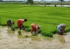 <span class="t-red">प्रयागराज : </span> धान की रोपाई पर मंडराया संकट, महंगे डीजल और गिरते भूजल स्तर की दोहरी मार  