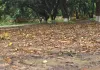 <span class="t-red">बारिश के बाद दोगुना होगा आमों का स्वाद, </span> प्री-मानसून से बढ़ेगी आमों में मिठास, कम होंगे दाम?