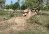 Barabanki News : ग्रामीणों की सतर्कता से पकड़ी गई अवैध लकड़ी, हरा आम का पेड़ काटकर ले जा रहे थे वन माफिया