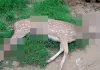 Lucknow News : तालाब में फंसे चीतल पर आवारा कुत्तों का हमला, ग्रामीणों ने बचाया लेकिन नहीं बच सकी जान