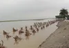 Barabanki News: बाढ़ से बचाव कार्य लीलने को बेताब सरयू, तीन तहसीलों में अलर्ट; प्रशासन ने लोगों से की यह खास अपील