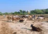 Raebareli News: कैली गौशाला की बदहाली पर बवाल, भूख-प्यास से गोवंशों की मौत का आरोप; जांच के आदेश