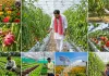 <span class="t-red">UP Horticulture Scheme: </span>बागवानी की हाईटेक खेती पर योगी सरकार का बड़ा दांव, जानें कैसे किसानों को 50% तक सब्सिडी, SC-ST क्षेत्रों में 75% तक अनुदान