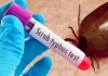 <span class="t-red">Scrub Typhus Alert: </span>सिर्फ बुखार नहीं, लिवर और किडनी को भी गंभीर नुकसान पहुंचा सकता है स्क्रब टायफस, KGMU-PGI शोध में बड़ा खुलासा