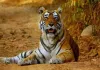 <span class="t-red"> World Tiger Day: </span>दुधवा टाइगर रिजर्व में बढ़ी बाघों की संख्या, चार साल में 64% की रिकॉर्ड वृद्धि
