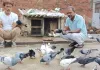 दुनियाभर में कायम है शाहजहांपुर के कबूतरों की उड़ान का जलवा