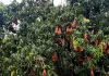 Mango Festival Lucknow : बागों में बहार...लखनऊ में आम का 'त्योहार', "उत्तर प्रदेश आम महोत्सव" का दिलकश नजारा 