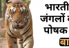 भारतीय जंगलों के पोषक हैं बाघ 