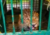 Bahraich News : वन विभाग के पिंजरे में कैद हुआ तेंदुआ, ग्रामीणों ने ली राहत की सांस, कई दिनों से मचा रहा था आतंक