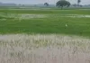 Shravasti Flood : नेपाल की बारिश से उफनाई राप्ती, खतरे के निशान से 10 सेंटीमीटर ऊपर पहुंचा पानी; किनारों पर कटान शुरू
