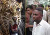 <span class="t-red">Moradabad News :</span> चारा लेने जा रही 17 वर्षीय किशोरी पर आदमखोर तेंदुए का हमला, बाल-बाल बची जान