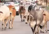Barabanki News : गौशाला के पास गोवंश के अवशेष मिलने से हड़कंप, पंचायत सचिव से जवाब तलब