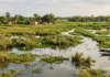 Bareilly News : बरेली में परदेसी पक्षियों के लिए 50 हेक्टेयर में तैयार किए जाएंगे प्राकृतिक ठिकाने 