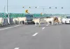Lucknow-Kanpur Expressway : एक्सप्रेसवे पर बीच सड़क घूम रहा मवेशियों का झुंड, बाल-बाल बचे वाहन सवार