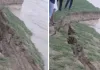 Barabanki News : सरयू का बढ़ता जलस्तर बना आफत, तेज कटान में सैकड़ों बीघा धान की फसल नदी में समाई