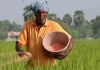 <span class="t-red">Bareilly News : </span> नैनो नहीं, पारंपरिक खाद पर किसानों का भरोसा, रुहेलखंड विश्वविद्यालय के शोध में सामने आई वजह