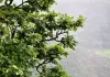 जंगल, बादल, सुरम्य वादियां और पनचक्कियां 