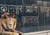<span class="t-red">World Lion Day: </span> कानपुर के शंकर को मिलेगी शेरनी, क्या बढ़ेगा एशियाटिक शेरों का कुनबा?