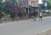 Shravasti News : जलौनी के नाम पर जंगल में चल रही कुल्हाड़ी, प्रतिबंधित पेड़ काट कर बेंच रहे लकड़हारे