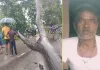 पीलीभीत के बरखेड़ा में दर्दनाक हादसा, पैदल घर लौट रहे बुजुर्ग पर गिरा पेड़, गई जान