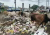 <span class="t-red">Bareilly News :</span> डलाव घर बना बड़ी मुसीबत, कूड़े की भीषण दुर्गंध से गणेश नगर के लोगों का जीना हुआ मुहाल