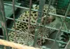 Moradabad Leopard: ठाकुरद्वारा में एक और तेंदुआ पिंजरे में कैद, अब तक 12 पकड़े गए; फिर भी कायम खौफ