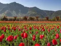 Kashmir Tulip : स्वागत के लिए तैयार ...सुरम्य सनासर में 2 लाख से ज़्यादा ट्यूलिप, पर्यटकों को करेंगे आकर्षित  