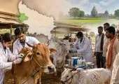 <span class="t-red">लंपी वायरस की दस्तक: </span>सहारनपुर और शामली समेत UP के 10 जिलों में फैला संक्रमण,  जानिए आपके जिले का हाल 