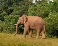 बहराइच : जंगली हाथी के हमले में पुजारी की मौत, इलाके में दहशत