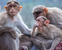 वृंदावन बंदरों का आतंक : नोटों की गड्डी लेकर छत पर चढ़ा वानर, जानिए फिर क्या हुआ 