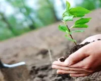आवास विकास की योजनाओं में 1.20 लाख पौधे फैलाएंगे हरियाली, मुख्य मार्गों के किनारे 'एकल मार्ग - एकल प्रजाति' थीम पर होगा पौधरोपण