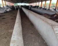 लखनऊ : ‘पंचगव्य’ से तैयार होगा विशाल ऑर्गेनिक बाजार