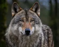 बहराइच : घर में घुसकर मासूम को उठा ले गया भेड़िया, इलाके में दहशत  