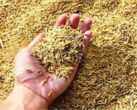 लखनऊ : पूर्वी यूपी में कल से होगी धान खरीद, जानिये कितनी होगी एमएसपी 