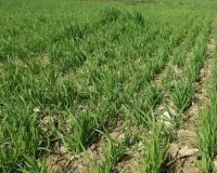 लखनऊ : डिजिटल क्रॉप सर्वे शुरू, 3 लाख गाटों का होगा सर्वेक्षण, किसानों को मिलेगा लाभ