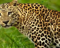 सीतापुर : जंगल में मिला तेंदुए का शव, मचा हड़कंप