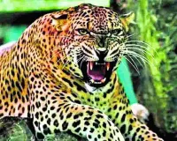 बहराइच में नहीं थम रहा तेंदुए का आतंक... कतर्नियाघाट में महिला और किशोर को बनाया अपना शिकार